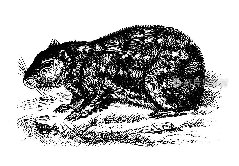古董动物插图:paca, culuniculus